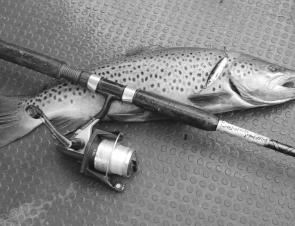 A nice brown trout the author caught recently at Rocklands Reservoir on a Rapala Minnow spoon.